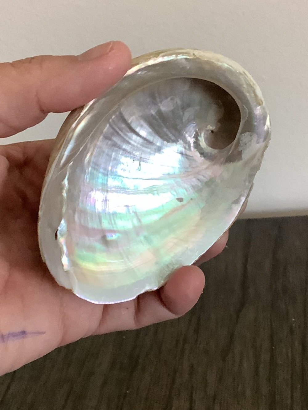 Abalone Haliotis Rufescens Shell 4.5" Long - Picture 9 of 13